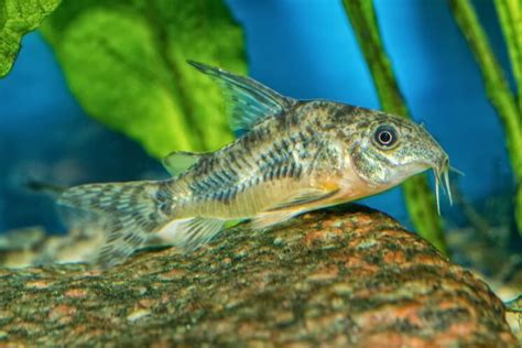 Cory Catfish Definitive Guide Types Diet Tank Mates And More