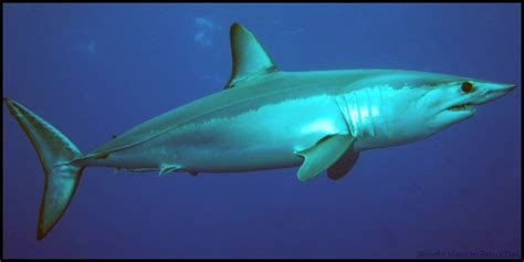 Shortfin Mako Shark Size