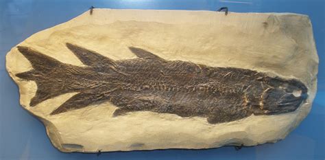 Devonian Fish Of The Eescuminac Formation Paleontology World