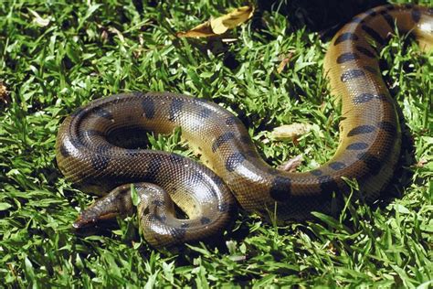 ¿qué Adaptaciones Hacen Las Anacondas Para Sobrevivir