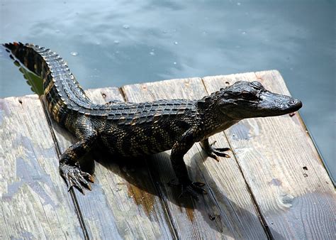 Alligator Reptile American Free Photo On Pixabay Pixabay