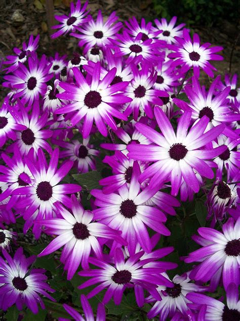 Plenty Of Daisies Purple Photograph By Flower Bomb Fine Art America