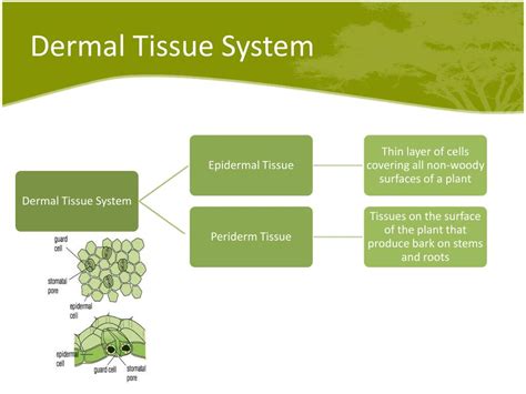 Ppt Plant Systems Part Ii Powerpoint Presentation Free