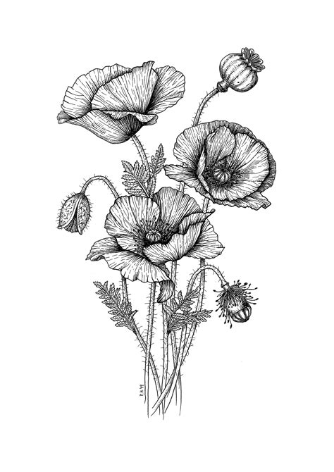 Poppies Drawing Poppy Drawing Flower Art Drawing Floral Drawing
