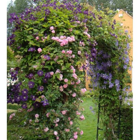 Climbing Rose New Dawn Clematis Etoile Violette
