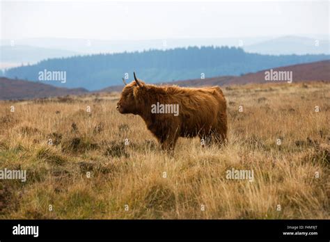 Highland Longhorn Cattle On Dartmoor Stock Photo Alamy