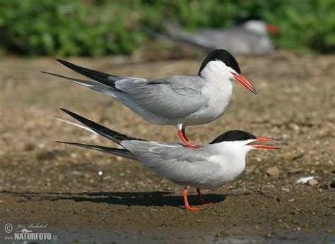 Common Tern Photos Common Tern Images Nature Wildlife Pictures