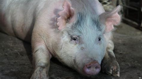 Scientists Grow Human Organs For Transplant Inside Pigs