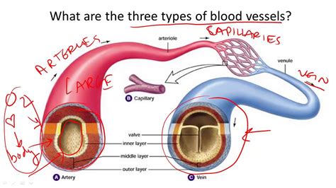 Receives oxygenated blood, at pressure, directly from the left ventricle and transports it to the body. Blood Vessel Structure and Function - YouTube