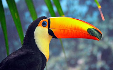 Toucan Parrot Bird Tropical 66 Wallpapers Hd Desktop And Mobile
