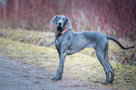 Weimaraner Dog Breed Info Pictures Facts Traits And More