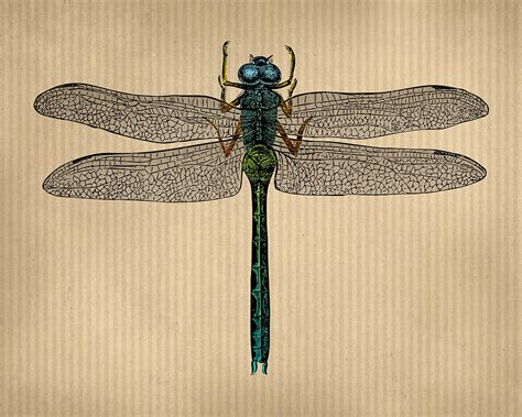 Vintage Dragonfly Tinted Engraving Digital Art By Flo Karp Fine Art