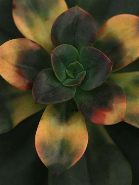 Echeveria Chroma World Of Succulents