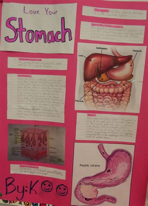 Room 13 Organs Of The Human Body Science Projects Grade 5
