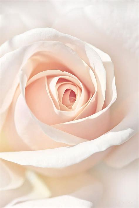 The Angels Peach Rose Flower By Jennie Marie Schell Perennial