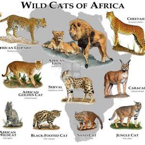 Want to give your cat a name that stands out? Panthera Genus ~ Neofelis Genus ~ Classification ~ Wild ...