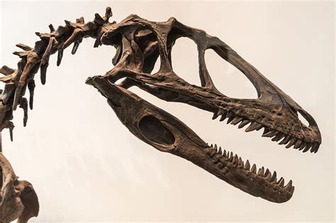 Deinonychus Skull Rom Deinonychus Wikipedia Animal Skeletons