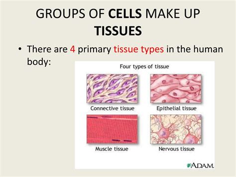 4 Primary Tissue Types Slide Share