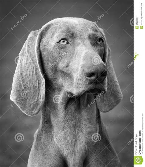 Weimaraner Dog Stock Image Image Of Pointer Hair Pedigree 51253997