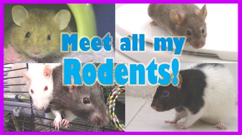 Meeting All My Rodentsmy Pet Rodent Collection Pet Adventures Youtube