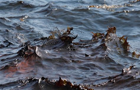 Bp Gulf Of Mexico Oil Spill Environmental Devastation Photos Public