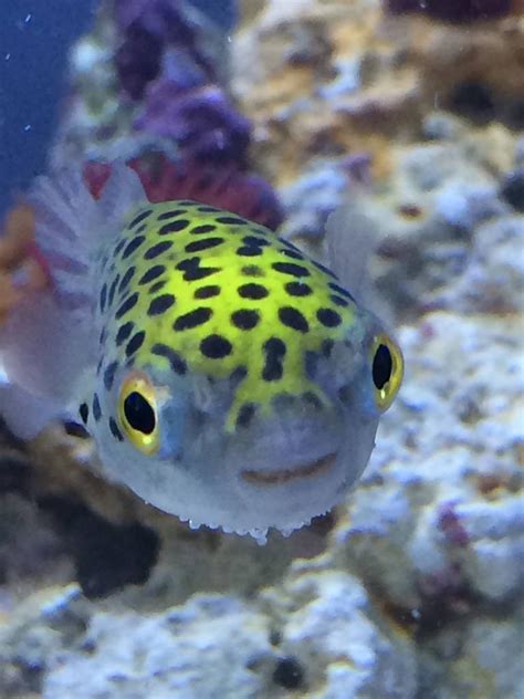 4x Green Spotted Puffer Fish For Sale Tropical Brackish Water In