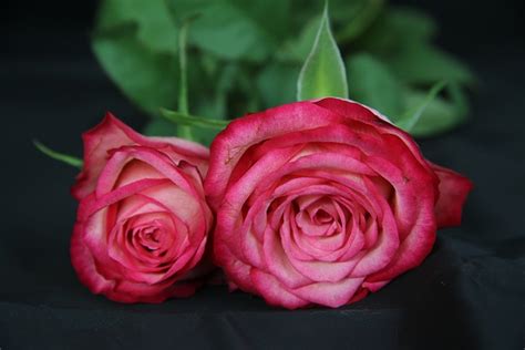 Rosas Flores · Foto Gratis En Pixabay