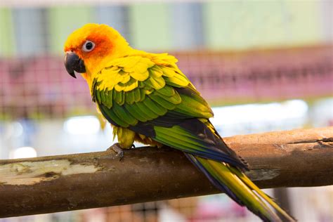 Perroquet Caractère Origine Santé Et Alimentation De Cet Oiseau