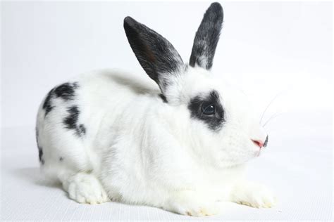 English Spot Rabbit Facts Traits Behavior And Care With Pictures