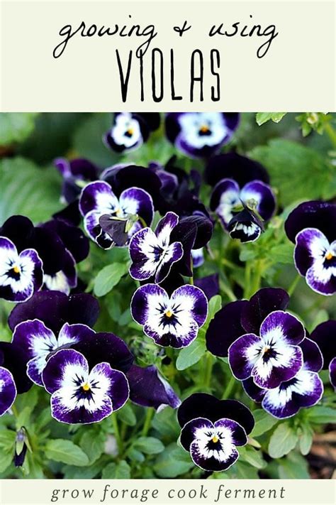 Seeds And Bulbs Viola Johnny Jump Up Edible Pansy Perennial Easy Flower
