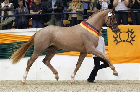 interesting facts      trakehner horse horse spirit