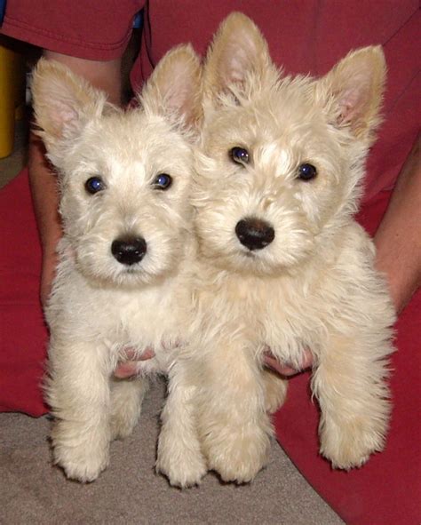Zoie And Siblingscottish Terrier Puppies Cute Little Puppies