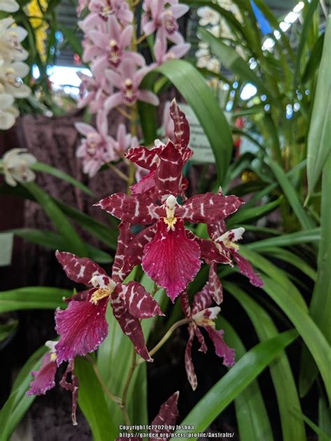 Orchid Oncostele Everglades Elegance