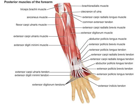 Plantar Fascia Forearm Muscles Muscle System Forearm Muscle Anatomy