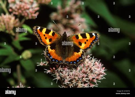 Small Tortoiseshell Aglais Urticae Germany Stock Photo Alamy