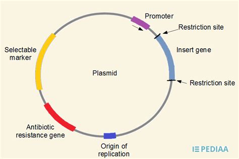 Difference Between Plasmid And Cosmid Molecular Biology Teaching