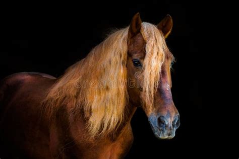 Portraits Of Horses Stock Image Image Of Stallion Head 104084479