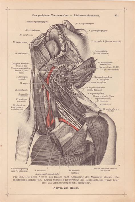 Your neck is like no other part of the vertebral spinal column and enables your head and neck a wide range of motion. Vintage Medical Page Anatomical Diagram Human Body Head Neck