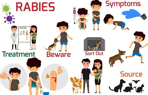 What Is Rabies And Your Risk Of Catching It