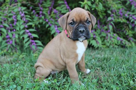 How Much Are Boxer Puppies For Sale Puppy