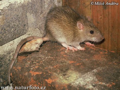 Rattus Norvegicus Pictures Brown Rat Images Nature Wildlife Photos