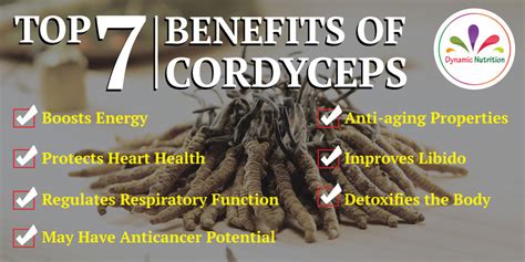 Top 7 Benefits Of Cordyceps Dynamic Nutrition