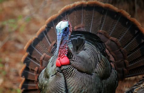 Fall Turkey Season Open In Western Maryland