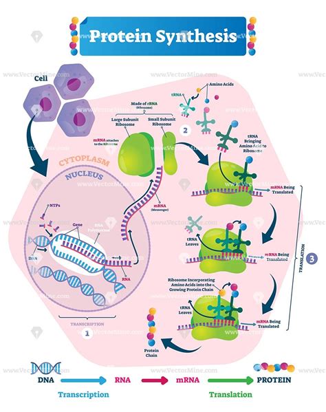Protein Synthesis Vector Illustration Labeled Transcription And