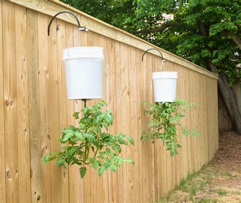 How To Grow Upside Down Tomato Plants