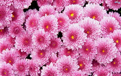 168 Flower Backgrounds Wallpapers Pictures Images