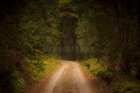 Forest Dirt Road Stock Image Image Of Ground Scene 63507957