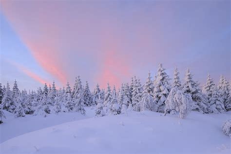 Snow Covered Trees At Sunrise Fichtelberg Ore Mountains Saxony
