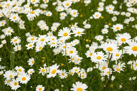 Free Images Grass White Field Lawn Meadow Bloom Summer Spring