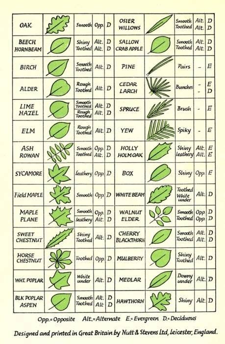 Leaf Identification Guide R Coolguides